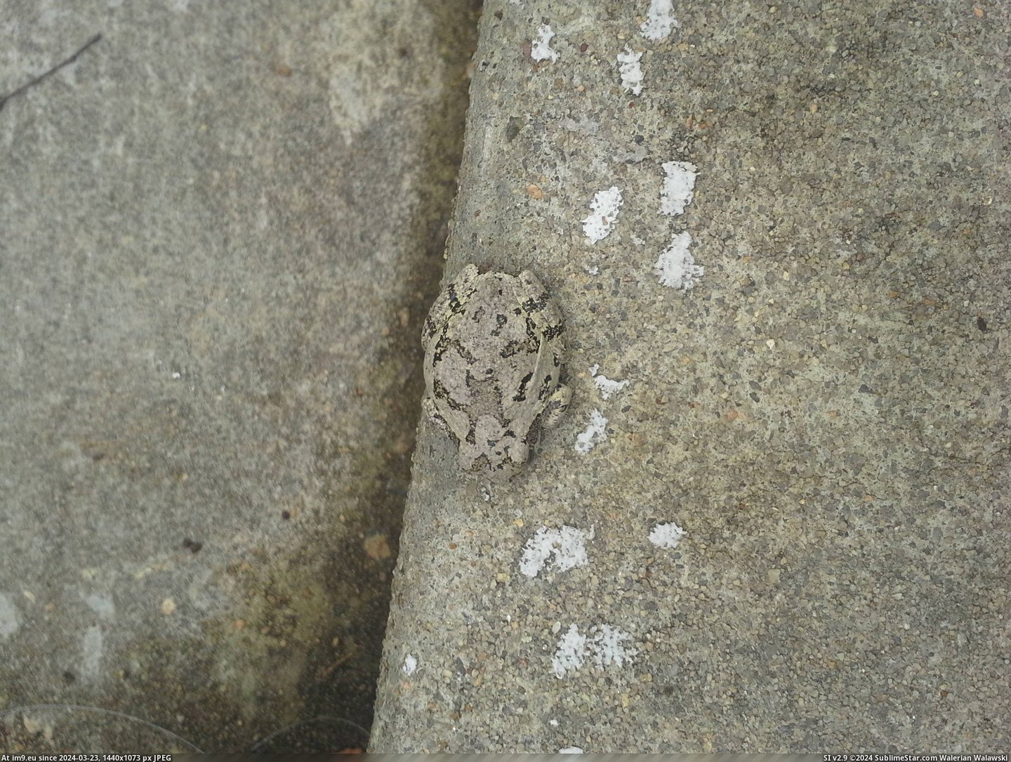 #Local #Any #Toad #Camouflaged #Sidewalk #Fauna [Mildlyinteresting] This toad is better camouflaged on the sidewalk than in any of the local fauna. Pic. (Image of album My r/MILDLYINTERESTING favs))