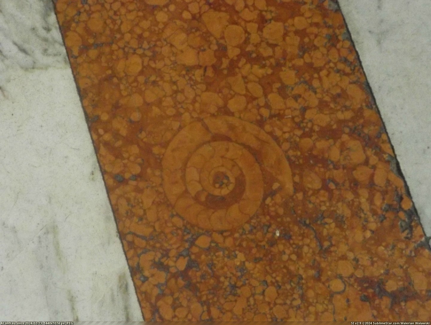 [Mildlyinteresting] Went to the Church of St Ignatius in Rome and saw this fossil cut in half in the marble on the floor (in My r/MILDLYINTERESTING favs)