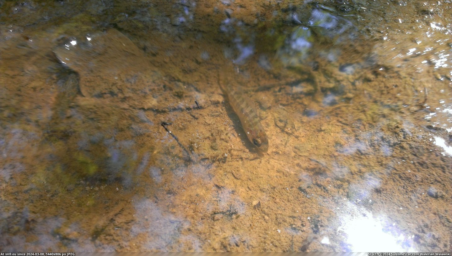 #Was #Small #Fish #Lone #Puddle #Isolated #Woods #Swimming #Hiking [Mildlyinteresting] While hiking in the woods today, I found a lone, isolated puddle and swimming inside was a small fish. 2 Pic. (Image of album My r/MILDLYINTERESTING favs))