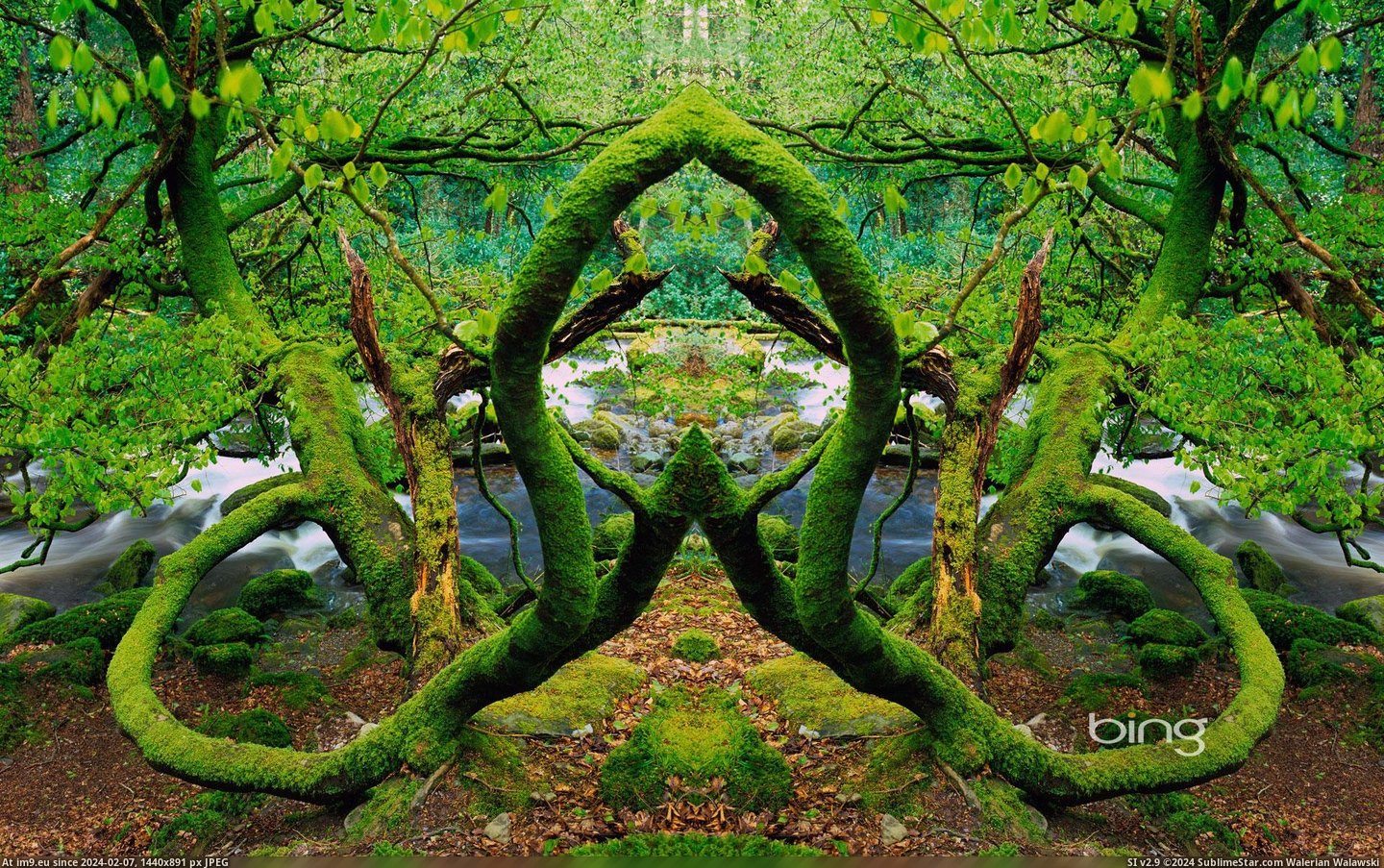 Mirror-image photo of the moss-covered trees in Killarney National Park, Ireland (Alamy) 2013-03-17 (in Best photos of March 2013)