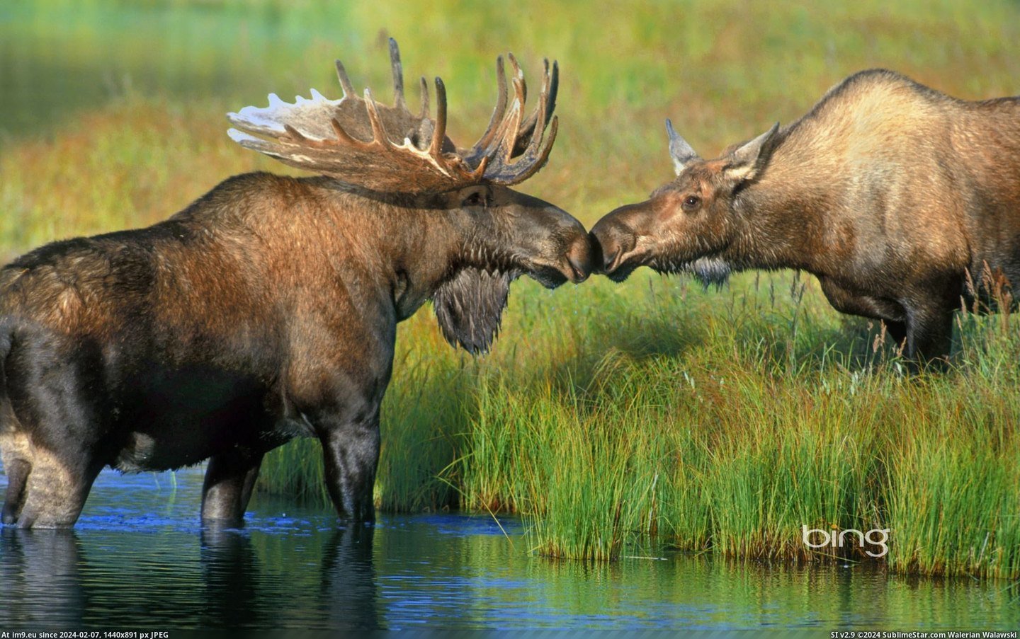 Pair of moose near Wonder Lake in Denali National Park, Alaska (Alaska Stock - Alaska Stock Images) 2013-03-26 (in Best photos of March 2013)