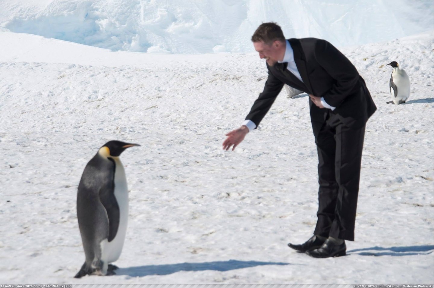 #Friend #Working #Antarctica #Locals #Moment #Introducing [Pics] A friend of mine is working in Antarctica at the moment, here he is introducing himself to the locals. Pic. (Image of album My r/PICS favs))