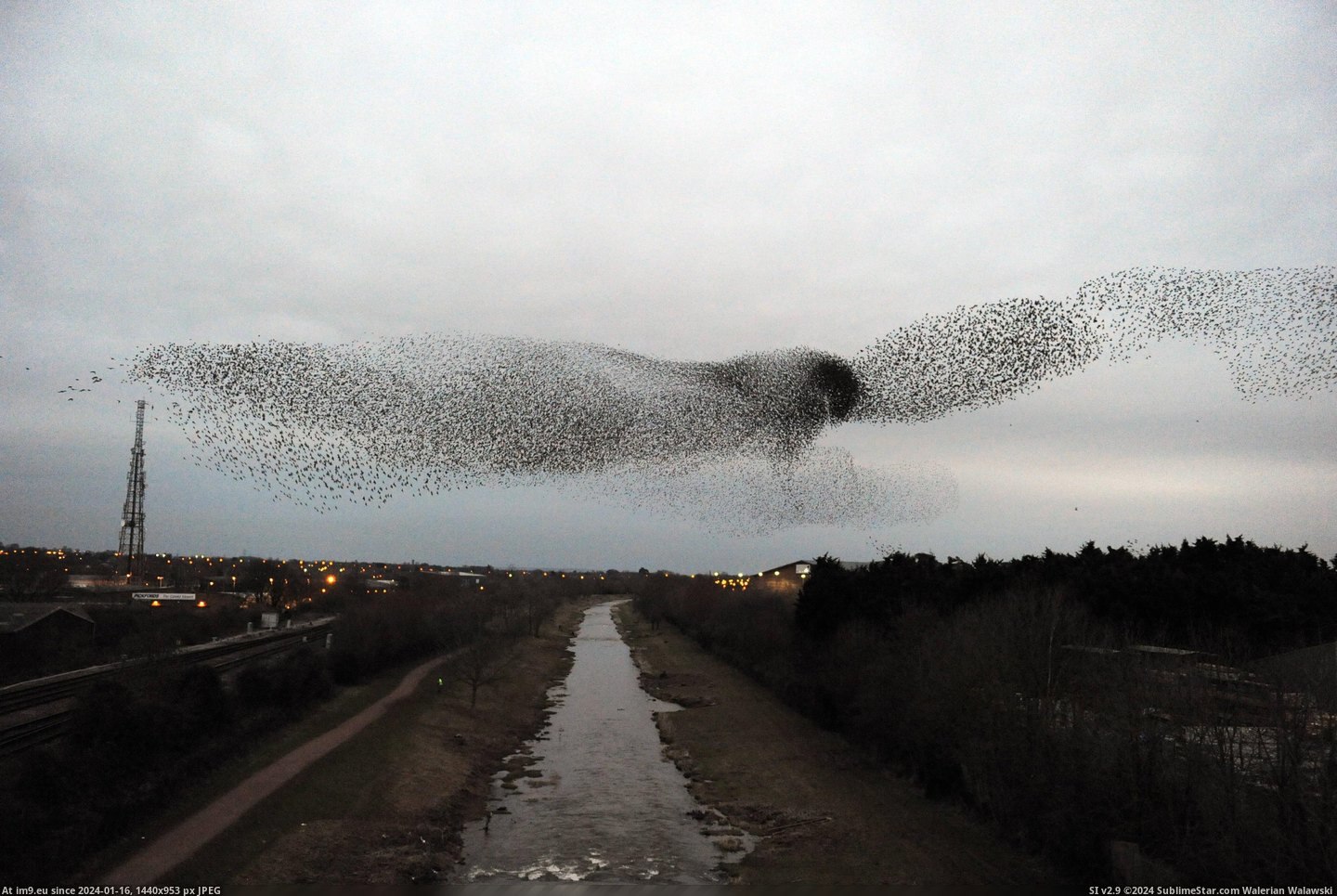 #Huge #England #Shape #Starlings #Taunton #Form #Hawk #Flock [Pics] A huge flock of starlings form the shape of a hawk in Taunton, England Pic. (Изображение из альбом My r/PICS favs))