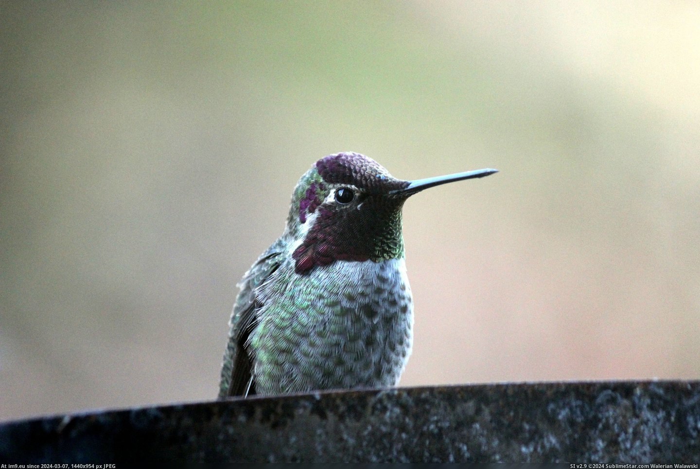 #Was #Morning #Showing #Changed #Angle #Hummingbird #Iridescent #Off #Head #Hood [Pics] A hummingbird showing off his iridescent hood this morning. The only thing that changed was the angle of his head. 3 Pic. (Image of album My r/PICS favs))
