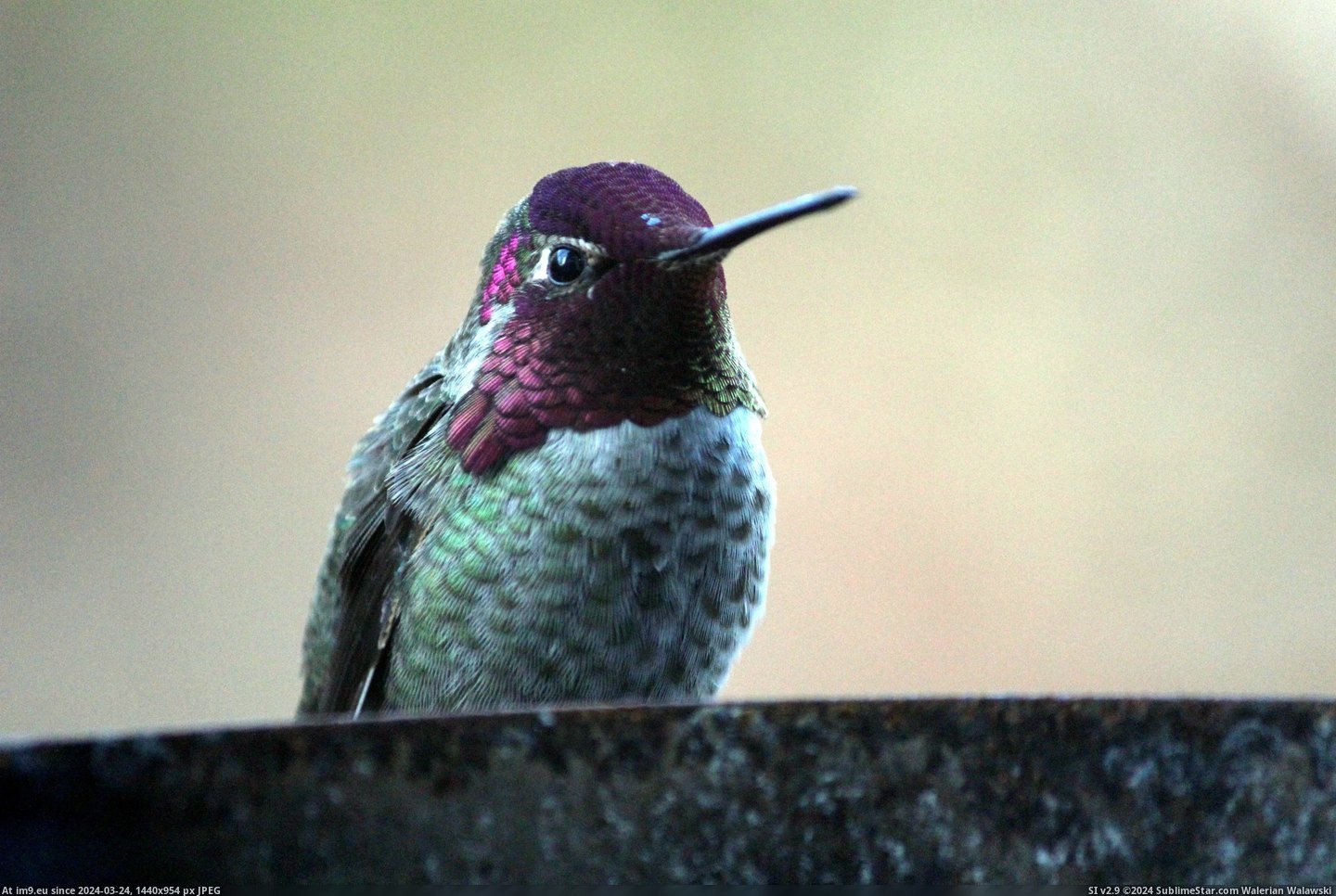 #Was #Morning #Showing #Changed #Angle #Hummingbird #Iridescent #Off #Head #Hood [Pics] A hummingbird showing off his iridescent hood this morning. The only thing that changed was the angle of his head. 8 Pic. (Obraz z album My r/PICS favs))