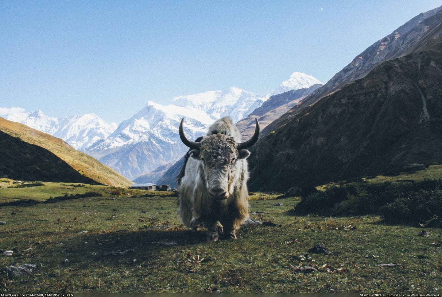  #Nepal  [Pics] A Yak in Nepal. Pic. (Image of album My r/PICS favs))