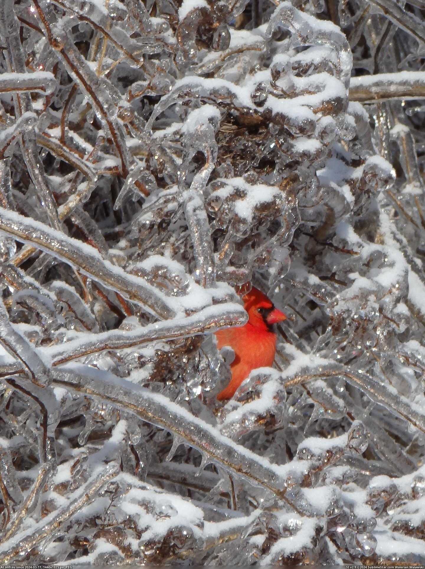 #Ice #Appeared #Cardinal #Storm [Pics] After the ice storm, a cardinal appeared (OC) Pic. (Изображение из альбом My r/PICS favs))