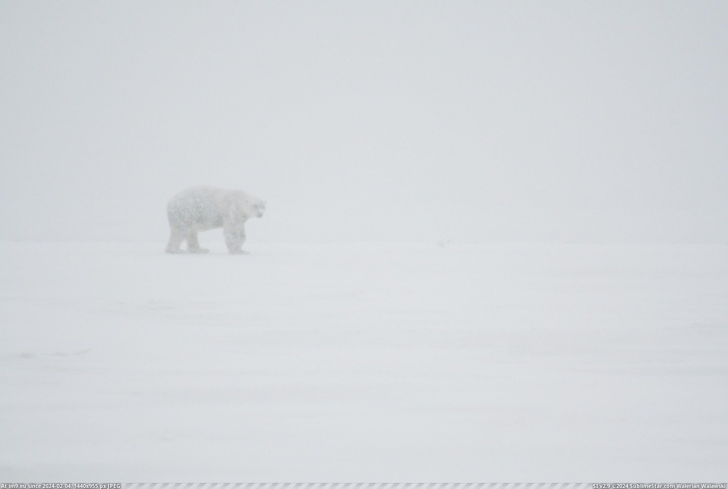 #Alaska #Bear #Snowstorm #Polar #Actual [Pics] An actual polar bear in an actual snowstorm. Took this in Alaska. Pic. (Bild von album My r/PICS favs))