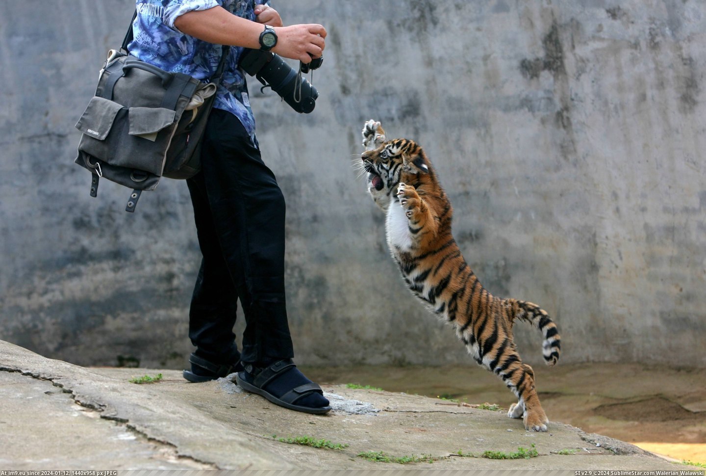 #Picture #Tiger #Baby [Pics] Baby tiger doesn’t like to have his picture taken. Pic. (Image of album My r/PICS favs))