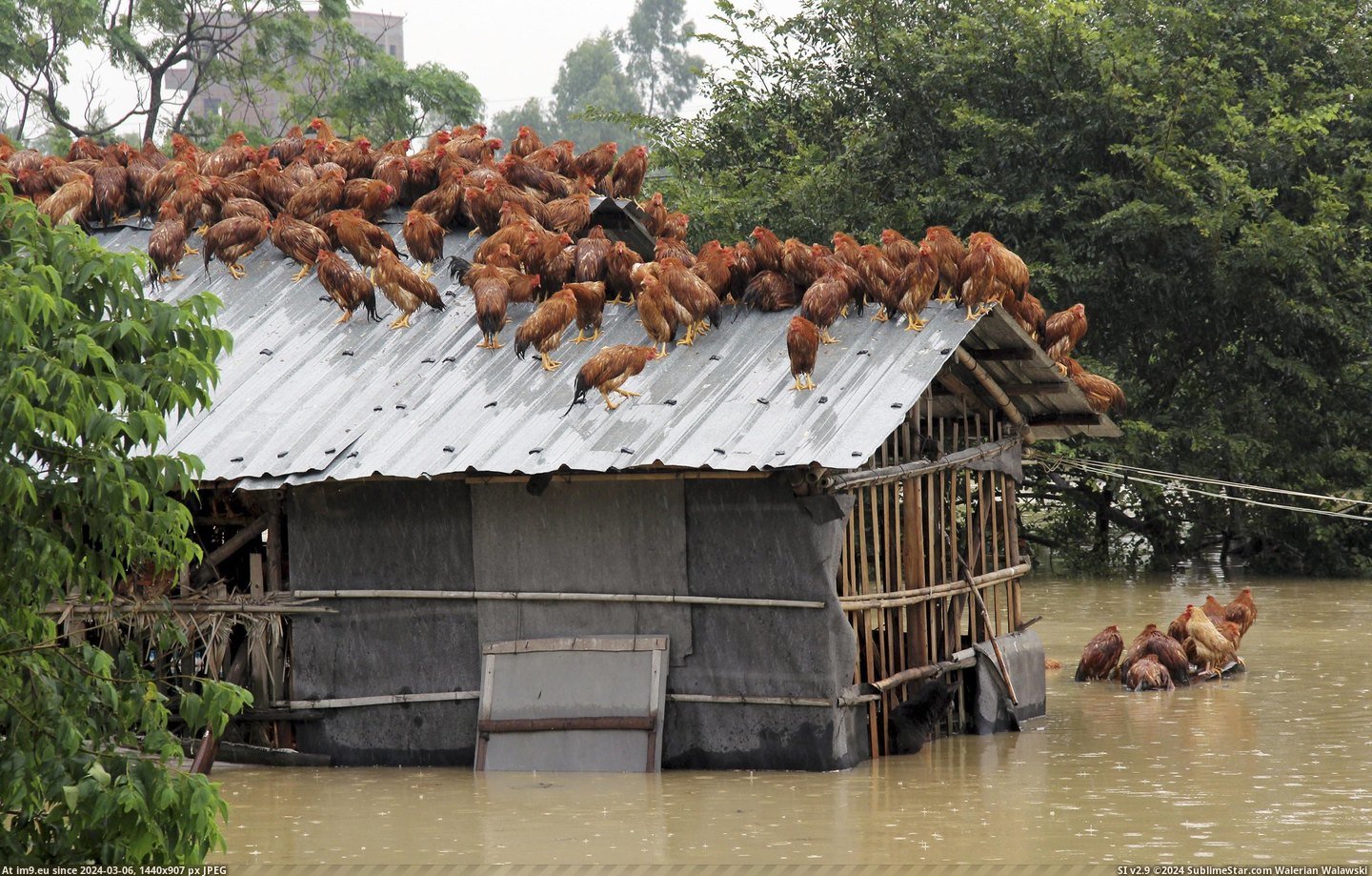 #Roof  #Chickens [Pics] Chickens on the roof Pic. (Obraz z album My r/PICS favs))