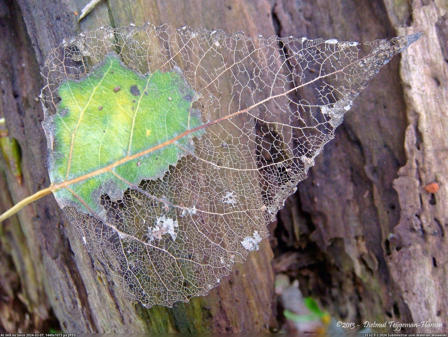 #Leaf  #Deteriorating [Pics] Deteriorating Leaf Pic. (Image of album My r/PICS favs))