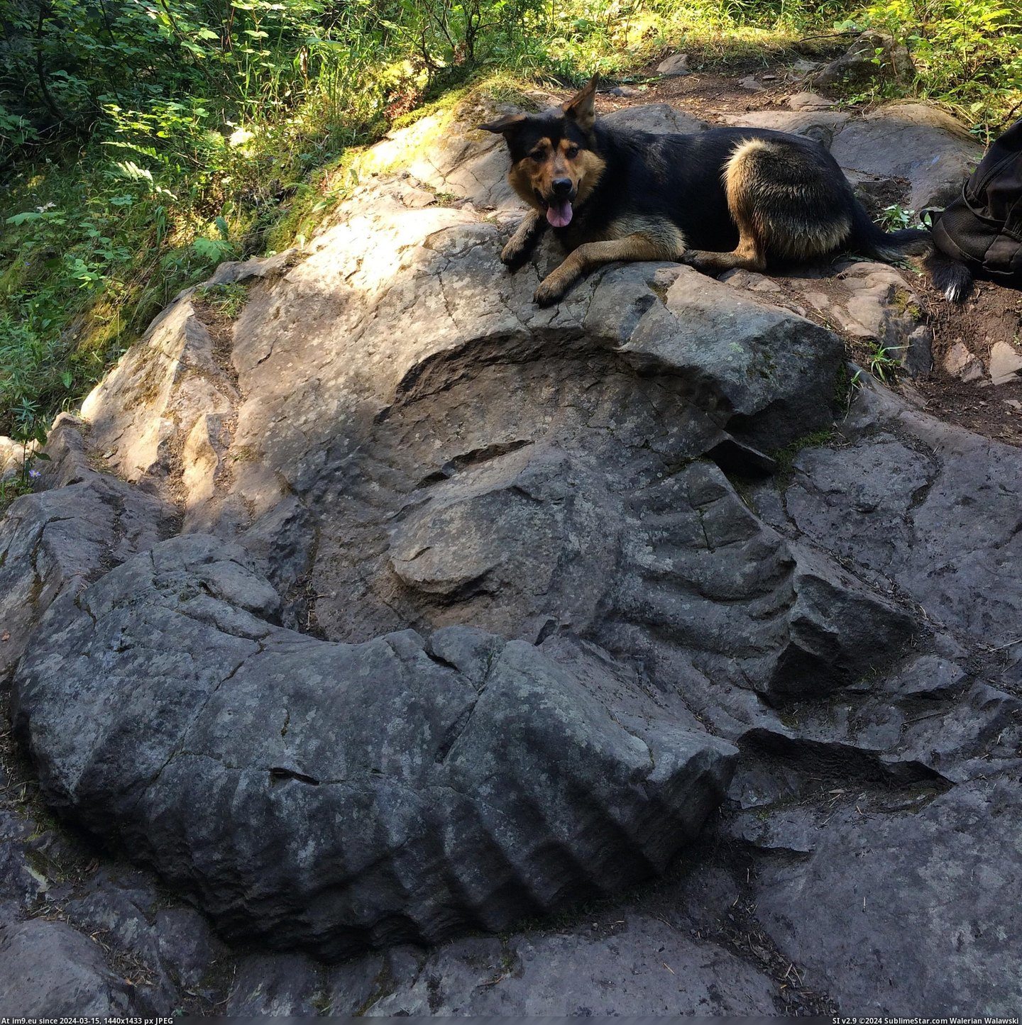 #Giant #Fossil #Otto [Pics] Giant Ammonite fossil and Otto Pic. (Image of album My r/PICS favs))