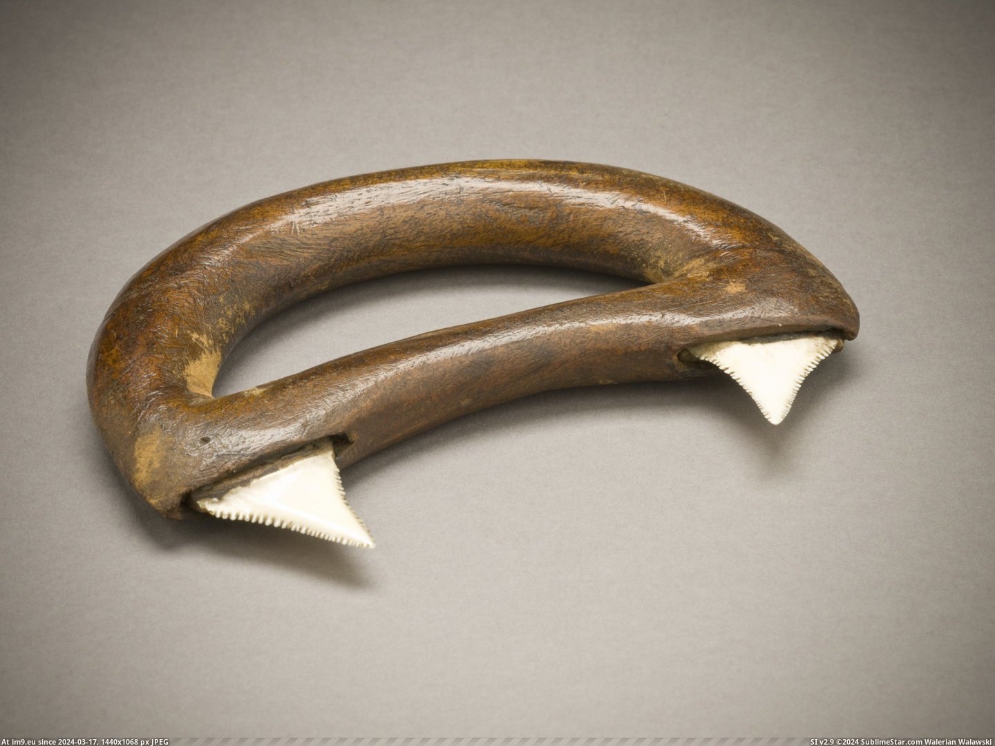 #Hand #Wood #Circa #Teeth #Hawaiian #Shark #Weapon [Pics] Hawaiian hand weapon made out of wood and shark teeth circa 1778 Pic. (Obraz z album My r/PICS favs))