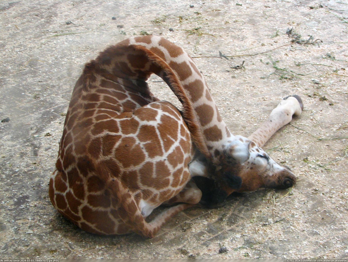 #Sleep  #Giraffes [Pics] How giraffes sleep Pic. (Image of album My r/PICS favs))