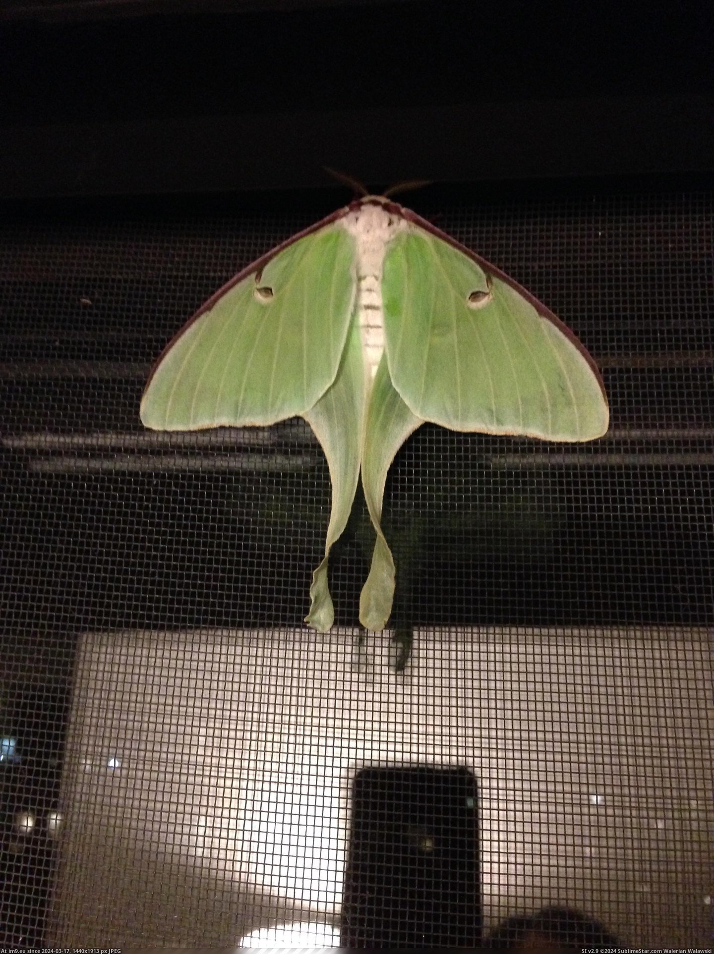 #Was #Room #Fall #Caterpillar #Pupated #Turns #Luna #Moth [Pics] I found a caterpillar last fall, and it pupated in my room. Turns out it was a luna moth! 5 Pic. (Изображение из альбом My r/PICS favs))