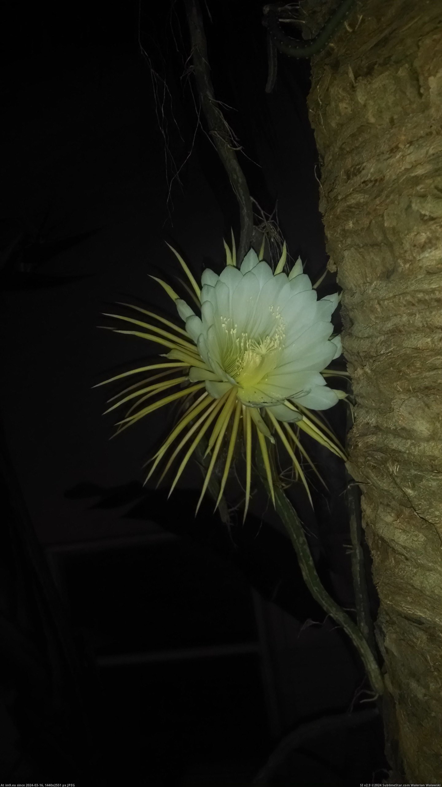 #Night #Tree #Front #Palm #Cactus #Hangs #Bloomed #Saw #Yard #Walked [Pics] I have a cactus that hangs from a palm tree in my front yard. Last night I walked outside and saw it had bloomed. Only ha Pic. (Bild von album My r/PICS favs))