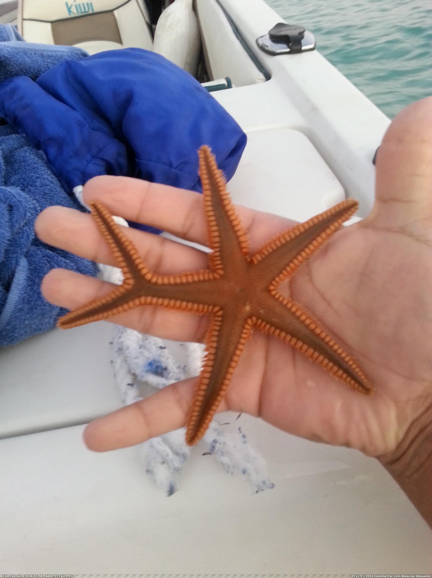 #One #Starfish #Million [Pics] I just found a one in a million starfish! Pic. (Bild von album My r/PICS favs))