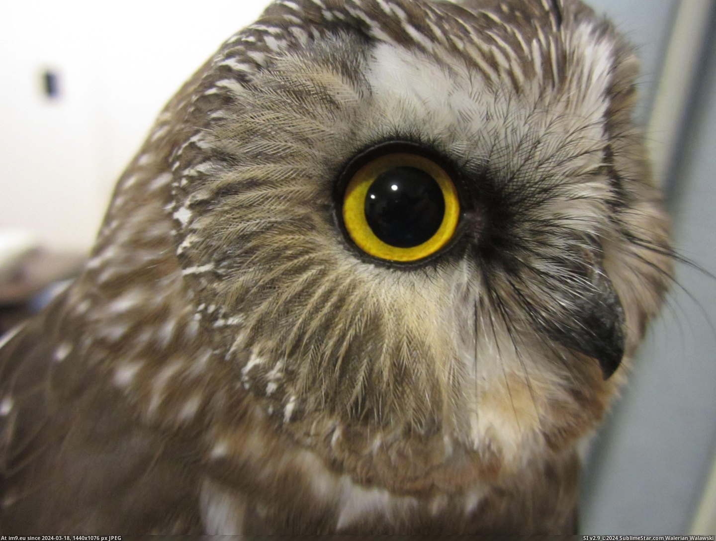 #Photos #Owls #Research #Tiny [Pics] More photos of my research on tiny owls! 24 Pic. (Image of album My r/PICS favs))