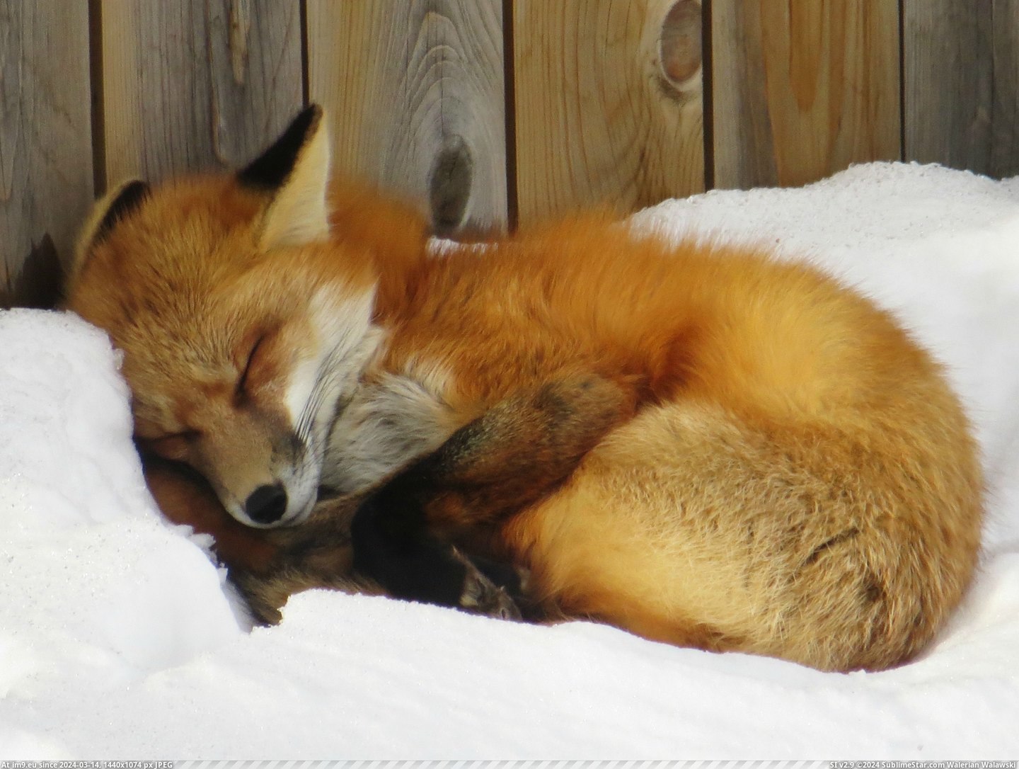 #Red #Canada #Alberta #Backyard #Fox #Sleeping [Pics] Red fox sleeping in my backyard! Alberta, Canada. 1 Pic. (Obraz z album My r/PICS favs))