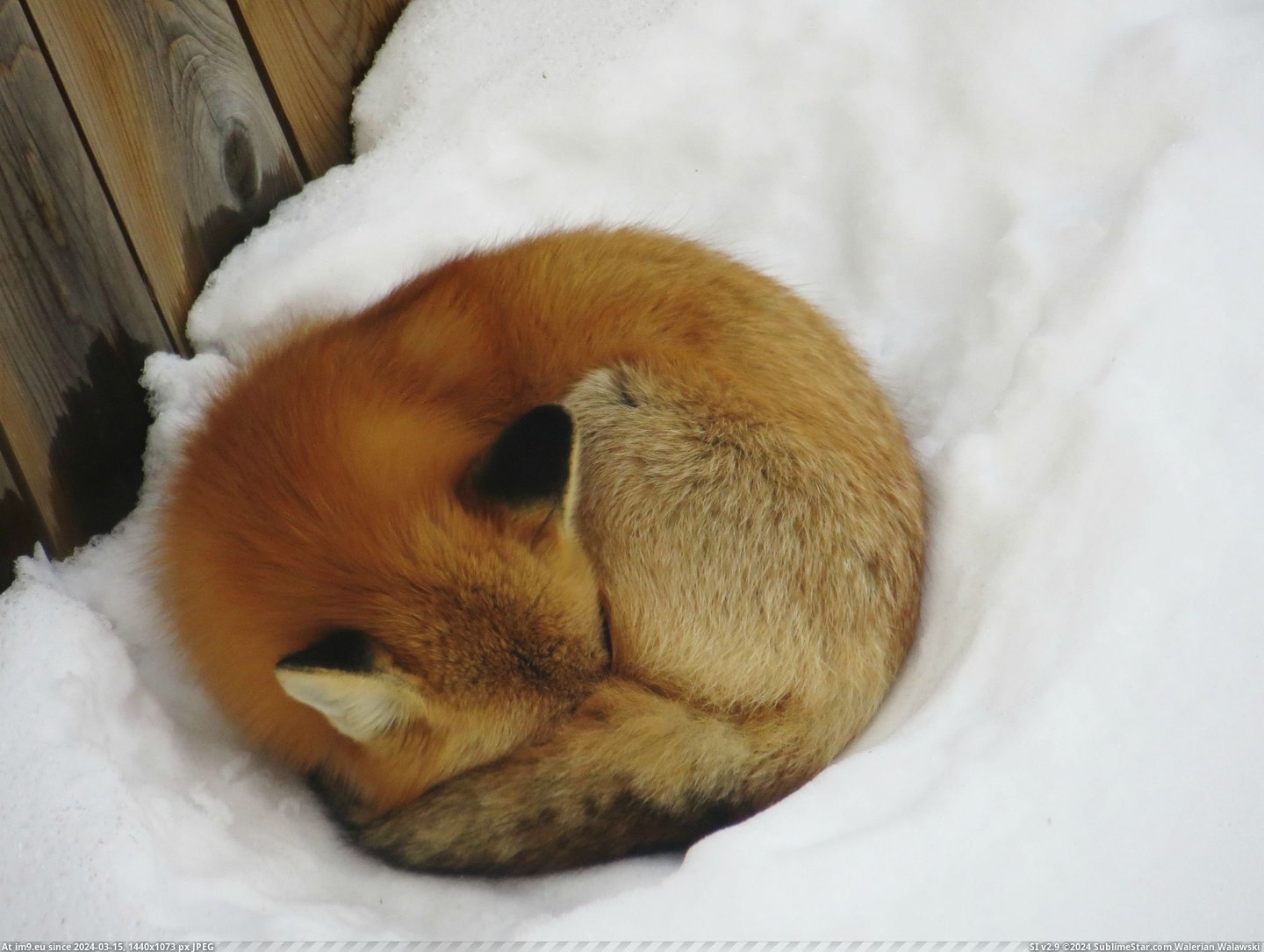 #Red #Canada #Alberta #Backyard #Fox #Sleeping [Pics] Red fox sleeping in my backyard! Alberta, Canada. 2 Pic. (Obraz z album My r/PICS favs))