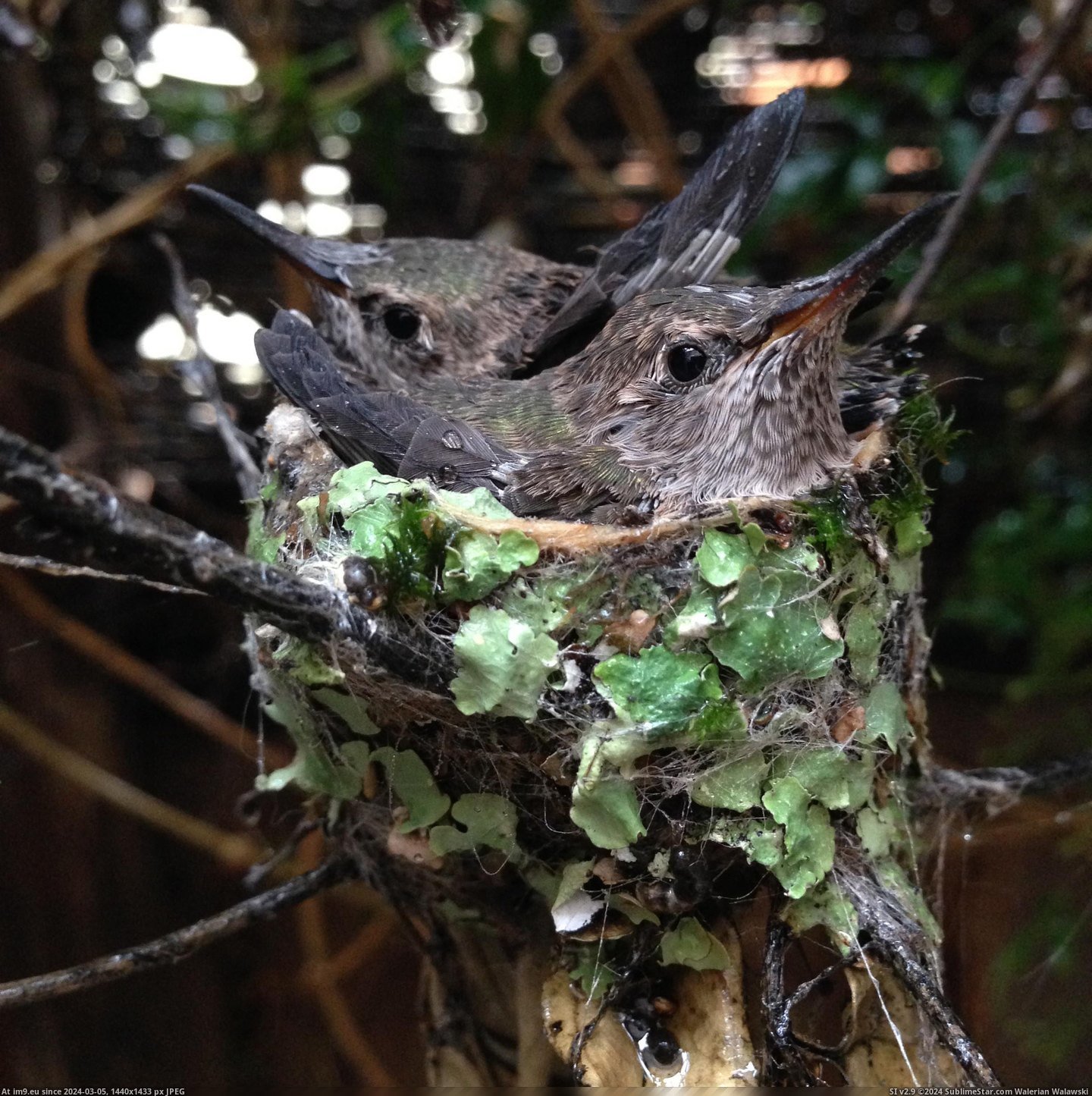 #Front #Door #Hummingbird #Created #Nest [Pics] So a hummingbird created a nest by my front door. (-r-aww). 10 Pic. (Image of album My r/PICS favs))