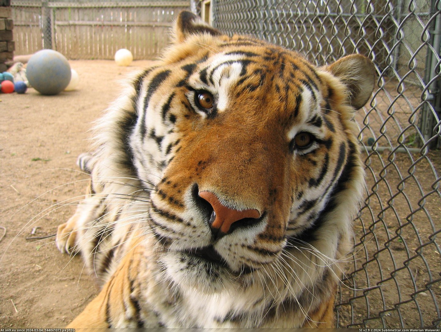 #Happy #Meet #Eyes #Sanctuary #Veterinarian #Obie #Fat #Tiger #2592x1944 [Pics] Those eyes... I'm this tiger's veterinarian. Meet Obie, fat and happy in a sanctuary. [OC][2592x1944] Pic. (Image of album My r/PICS favs))