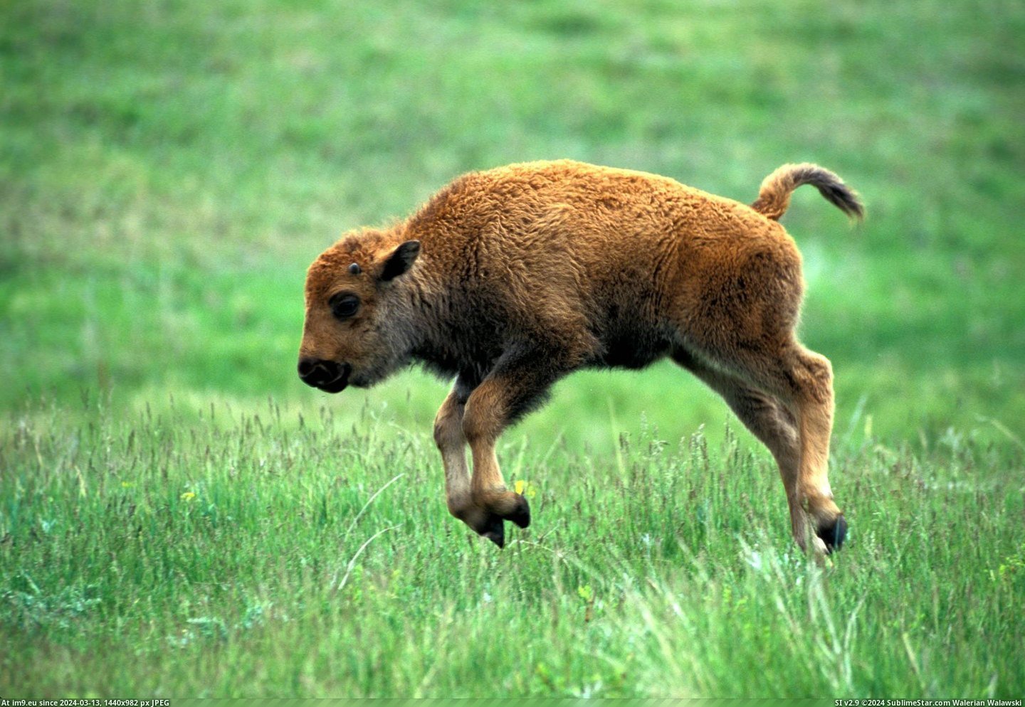#All #Baby #Compliment #Bison #Frolicking #Page #Front [Pics] To compliment all those front page posts, here's a baby bison frolicking Pic. (Изображение из альбом My r/PICS favs))