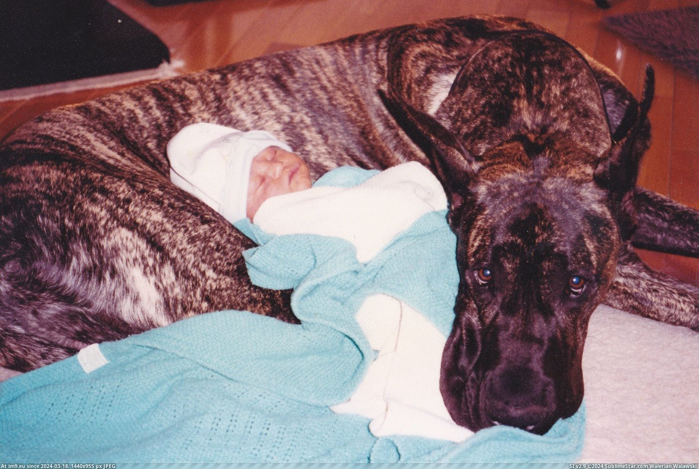 #Was #Great #Did #Dane #Introduce #Parents #Brought #Hospital [Pics] When my parents brought me home from the hospital, the first thing they did was introduce me to our Great Dane. He was a  Pic. (Image of album My r/PICS favs))