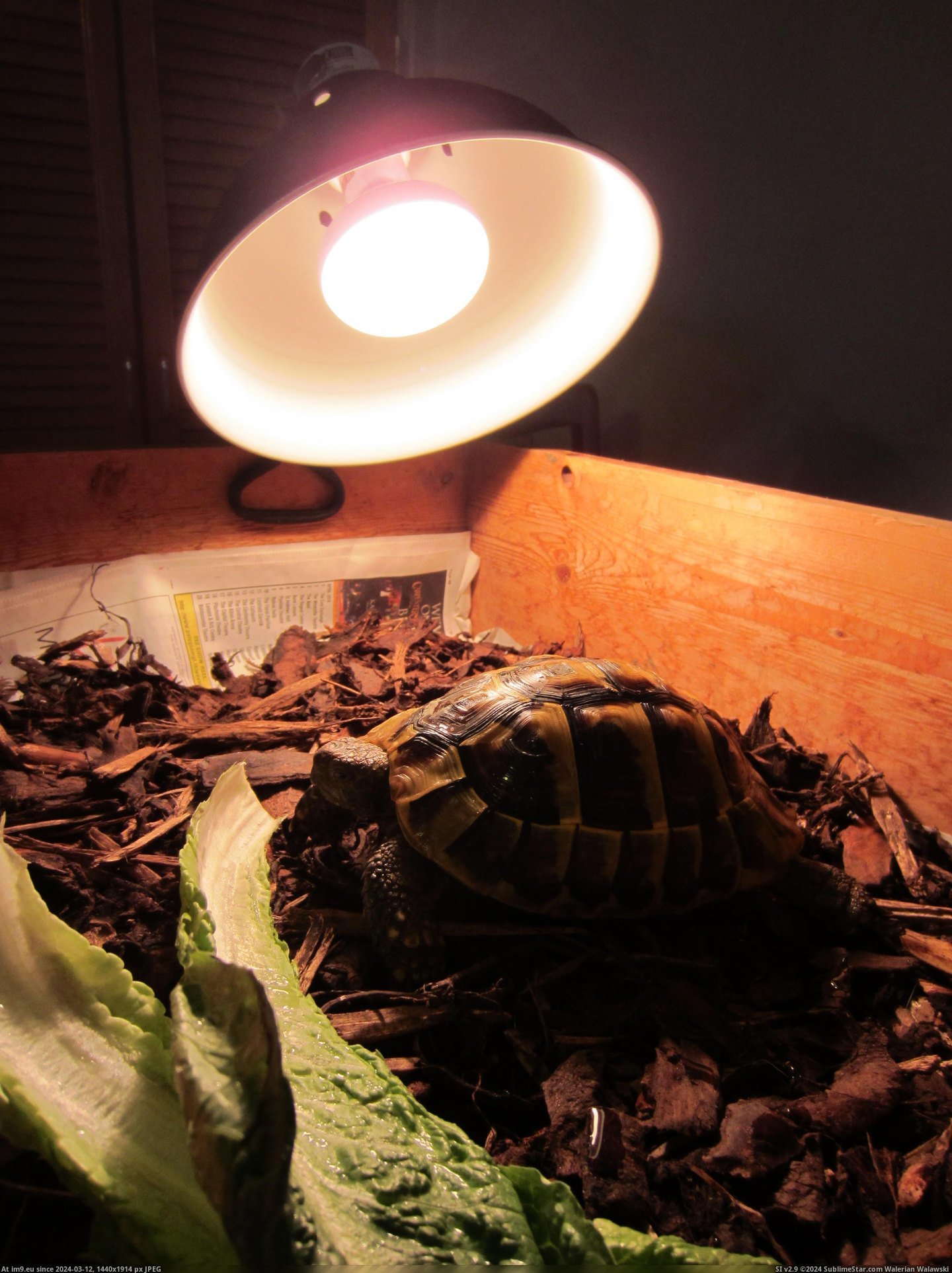 #May #Woke #Tortoise #Hibernating #Charlie #Fridge [Pics] You may remember Charlie the tortoise hibernating in the fridge? Well, today he woke up.. 3 Pic. (Image of album My r/PICS favs))