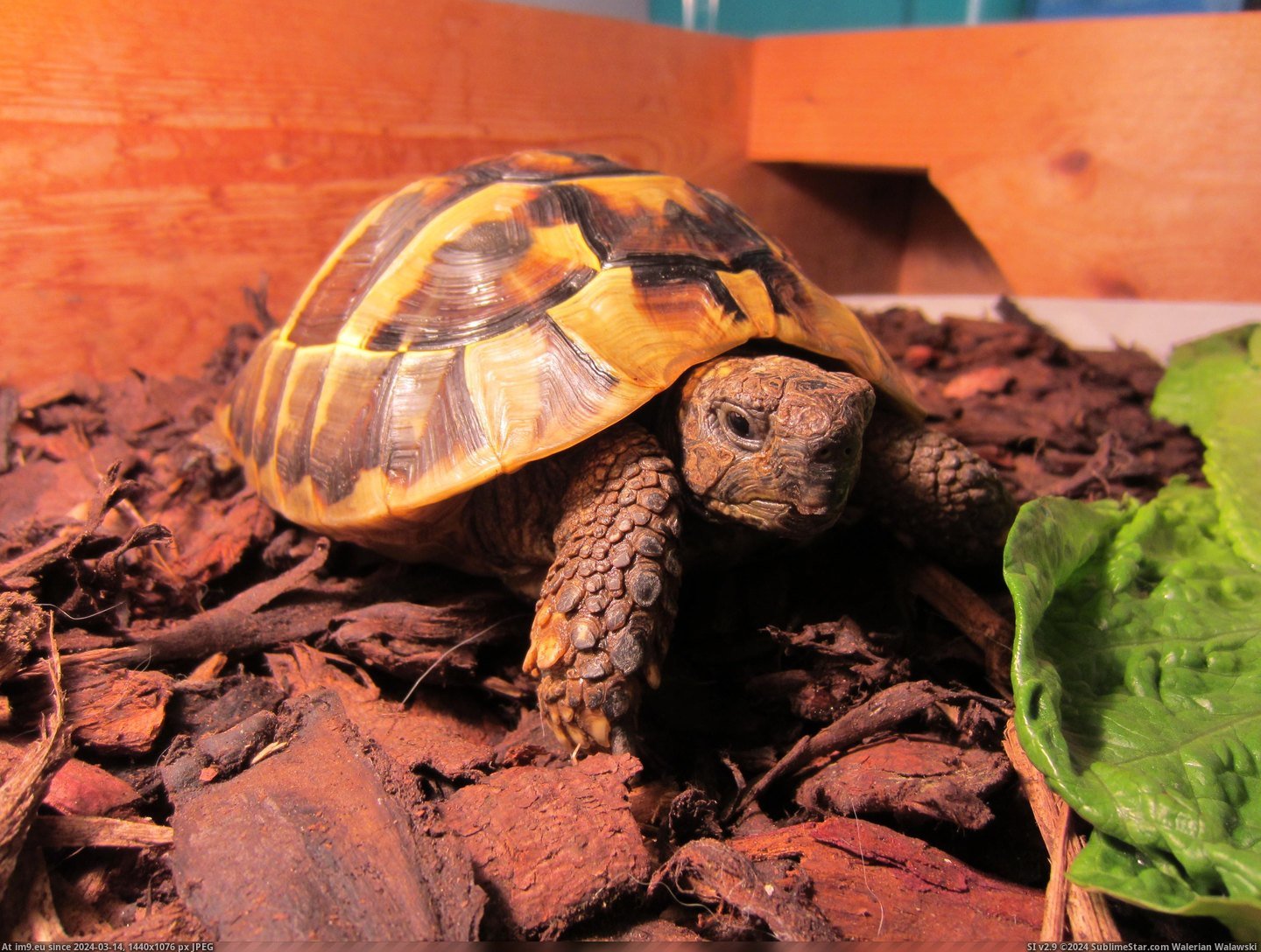 #May #Woke #Tortoise #Hibernating #Charlie #Fridge [Pics] You may remember Charlie the tortoise hibernating in the fridge? Well, today he woke up.. 6 Pic. (Image of album My r/PICS favs))