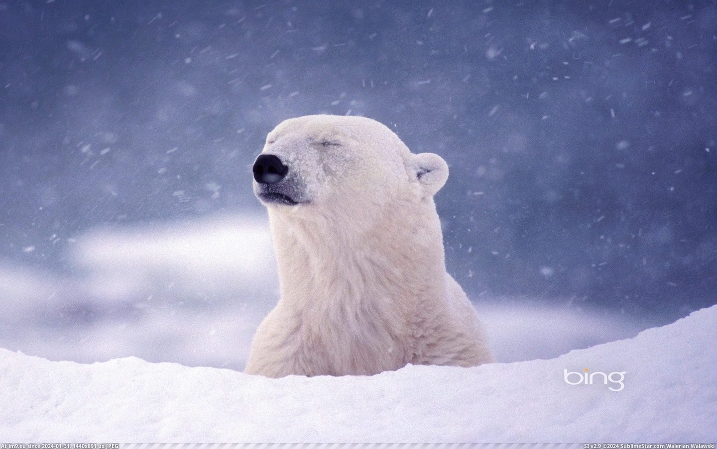 Polar bear near Hudson Bay in Churchill, Manitoba, Canada (© Corbis) (in Best photos of February 2013)