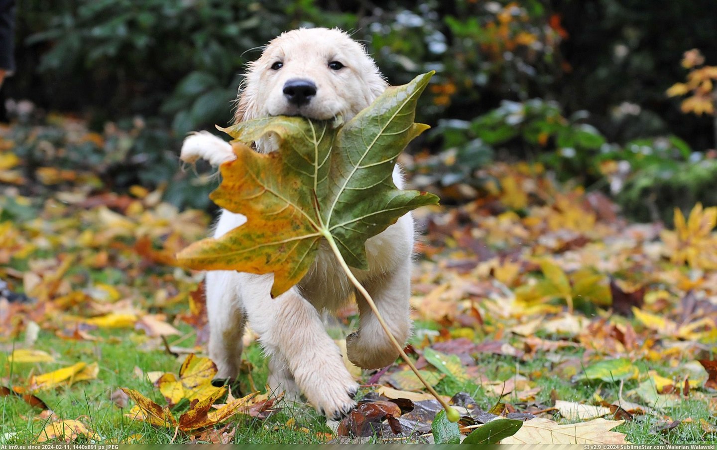 Puppy with a Leaf (in 1920x1200 wallpapers HD)