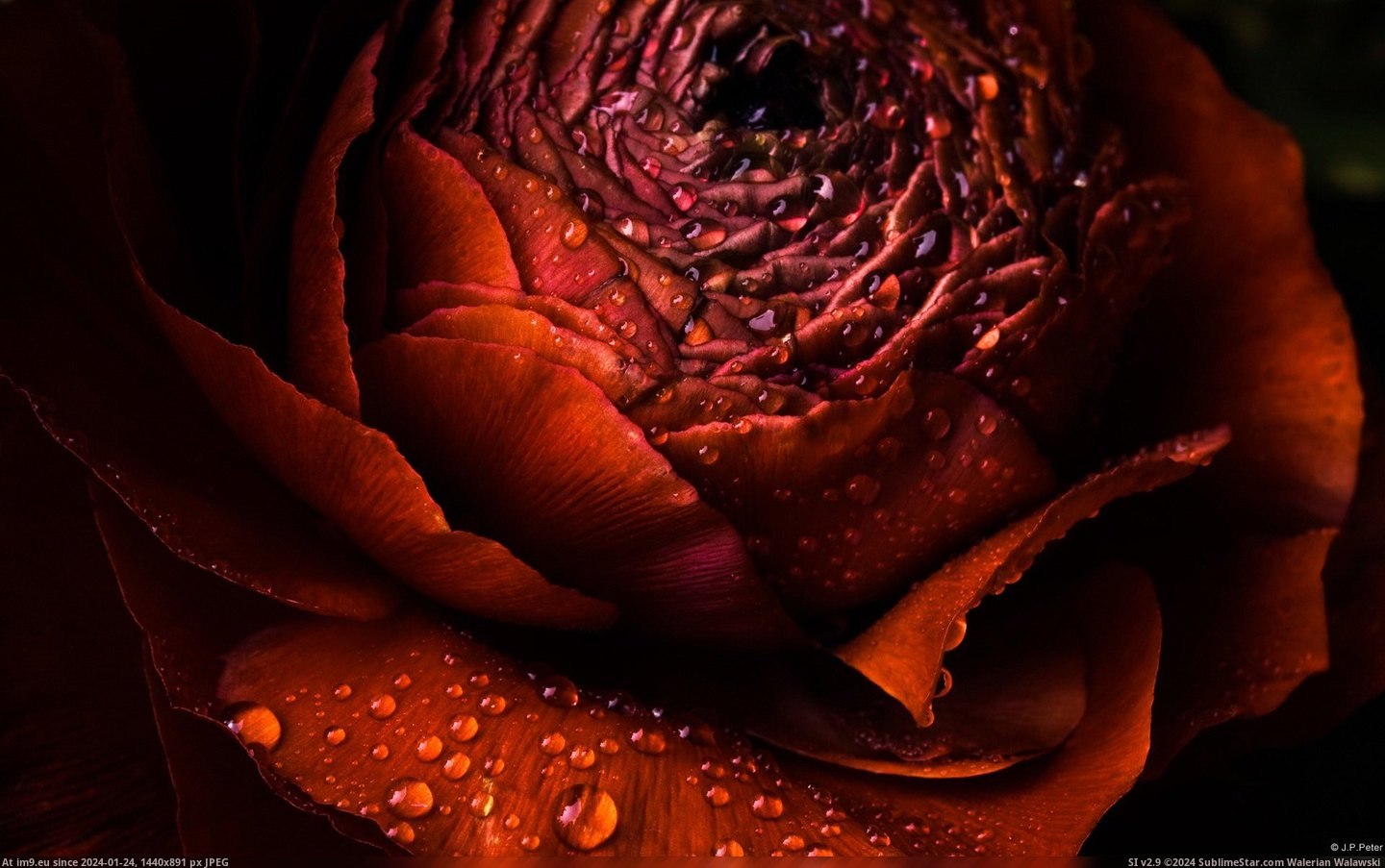 Rose with Dewdrops (in 1920x1200 wallpapers HD)
