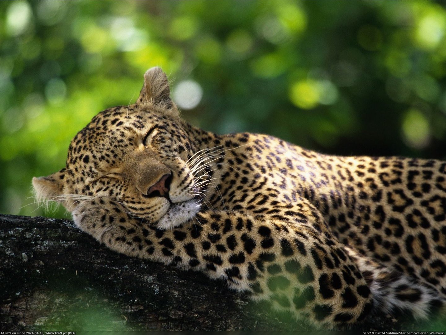 Sleeping Leopard, Mala Mala Game Reserve, South Africa (in Beautiful photos and wallpapers)