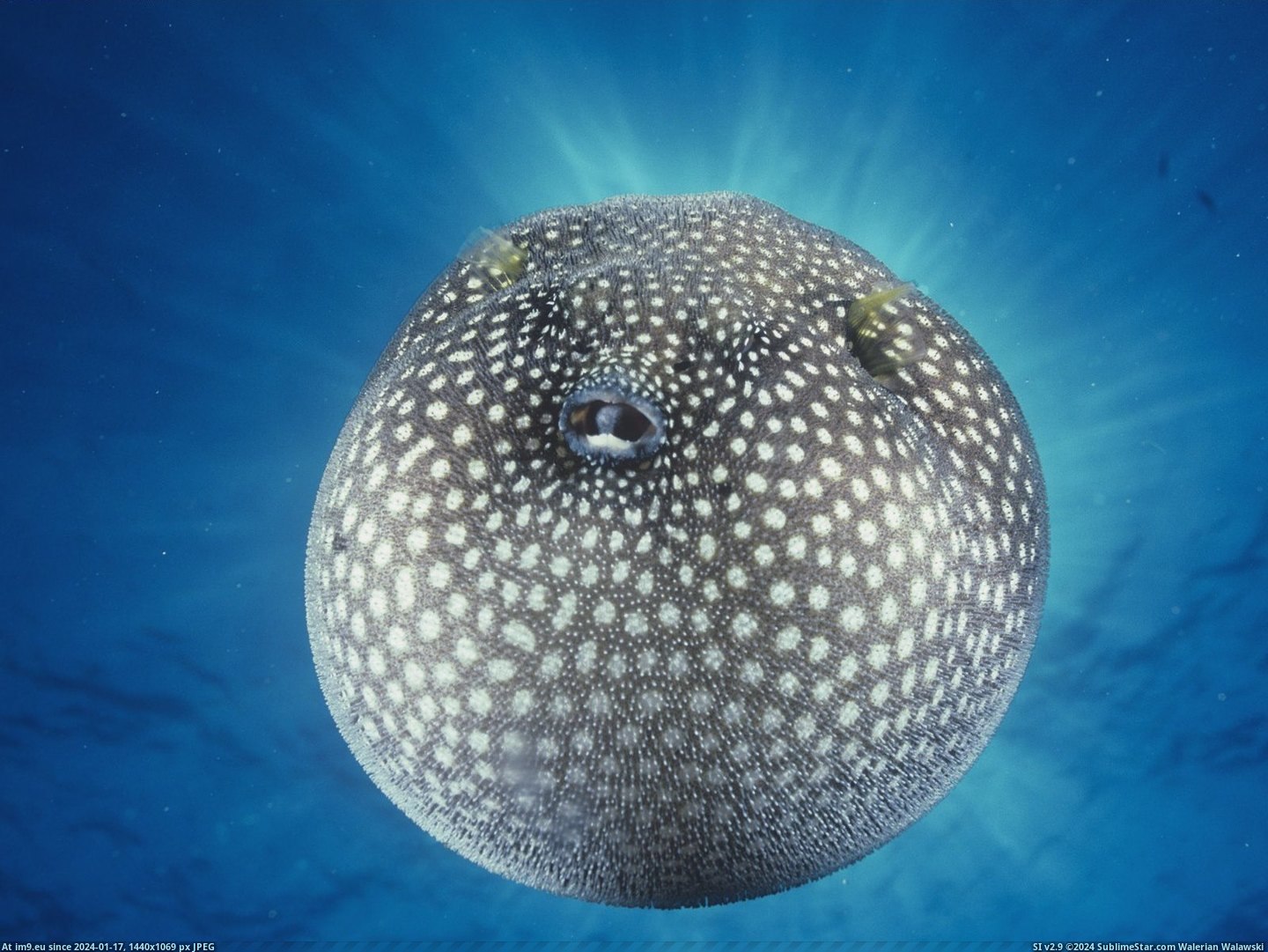 Spotted Pufferfish (in Beautiful photos and wallpapers)