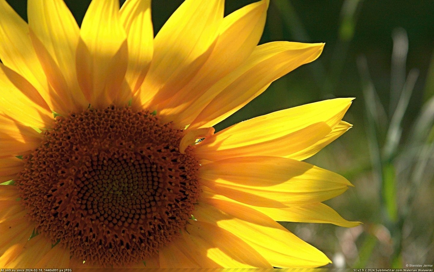 Sunflower (in 1920x1200 wallpapers HD)