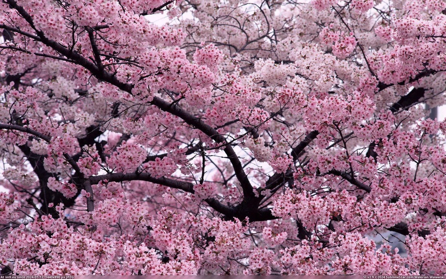 Tree In Bloom Wide (HD wallpaper) (in Amazing HD Wallpapers)
