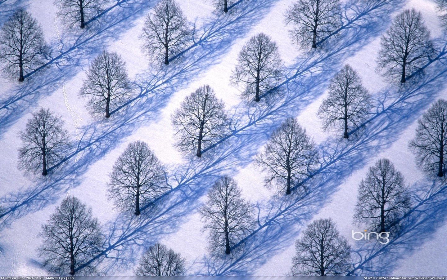Trees in winter landscape (©Corbis) (in December 2012 HD Wallpapers)
