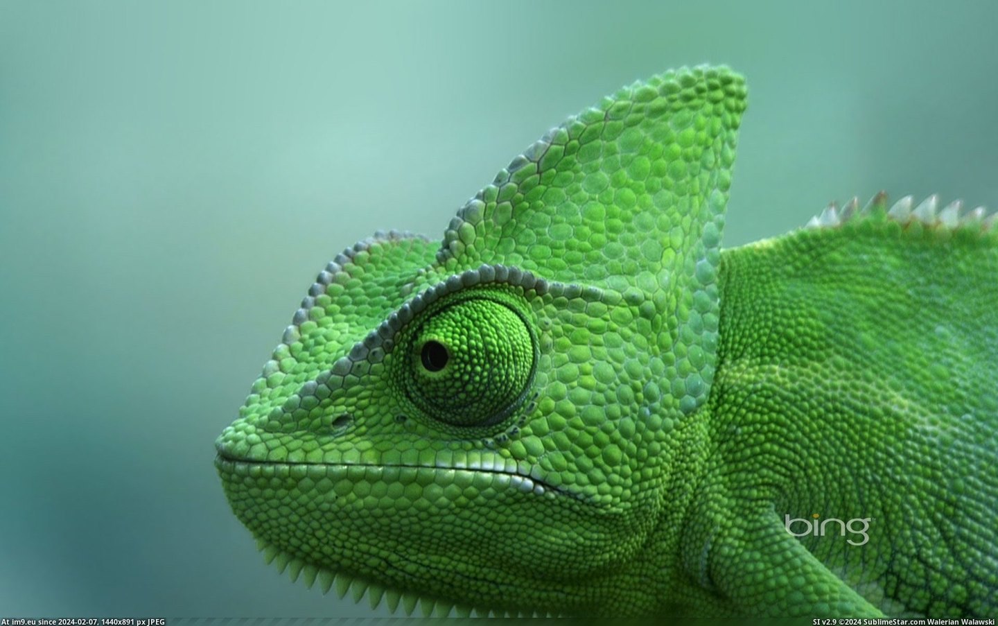 Veiled chameleon at the TerraZoo in Rheinberg, Germany (ClipCanvas) 2013-03-06 (in Best photos of March 2013)
