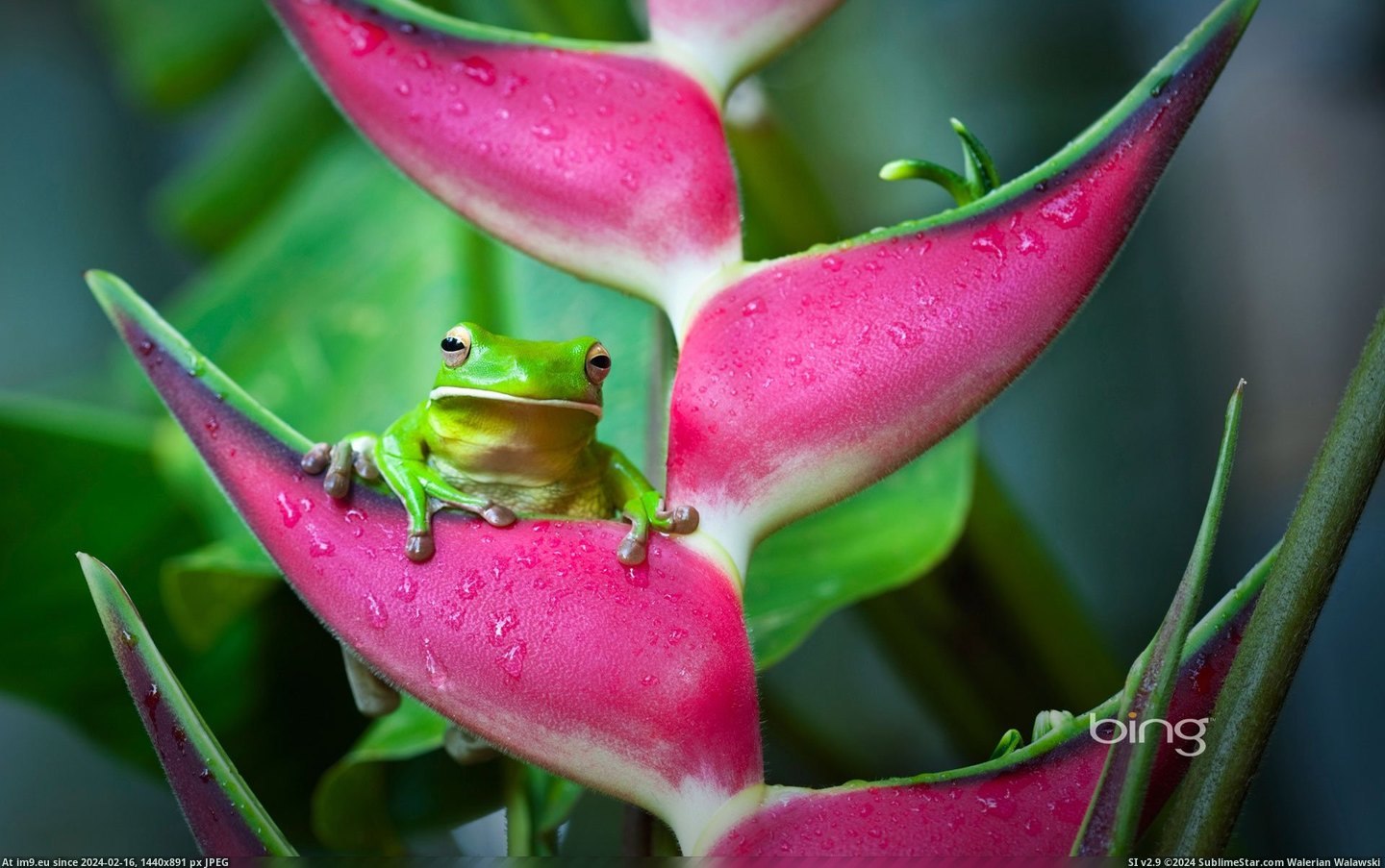 White-lipped tree frog (Litoria infrafrenata) on a heliconia flower in Cairns, Queensland, Australia (© Getty Images) (in Best photos of February 2013)