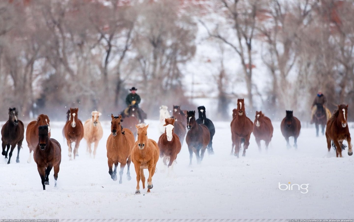 Wranglers driving American Quarter Horses in the winter, Wyoming (©Corbis) (in December 2012 HD Wallpapers)