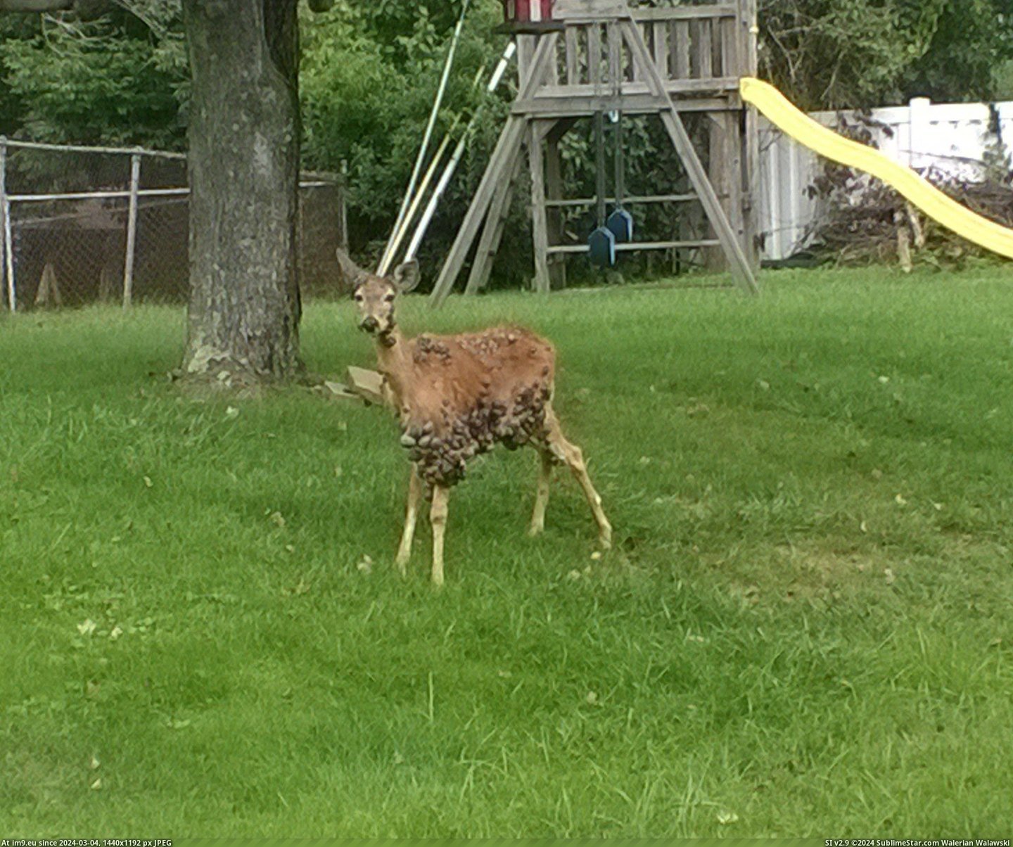 #Wtf #Deer #Neighborhood #Living [Wtf] A Deer that has started living in my neighborhood 1 Pic. (Obraz z album My r/WTF favs))