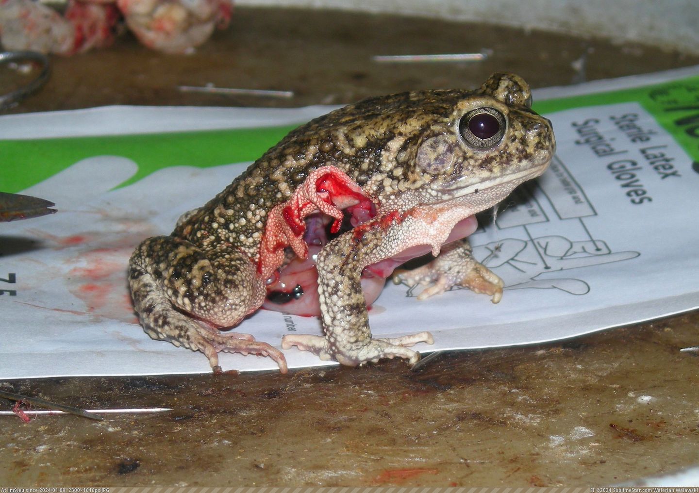 #Wtf #Sleep #Frog #Chloroform #Vivisected #Wikipedia #Induced #Wakes [Wtf] A frog being vivisected wakes up from a chloroform-induced 'sleep.' [From Wikipedia.] Pic. (Image of album My r/WTF favs))