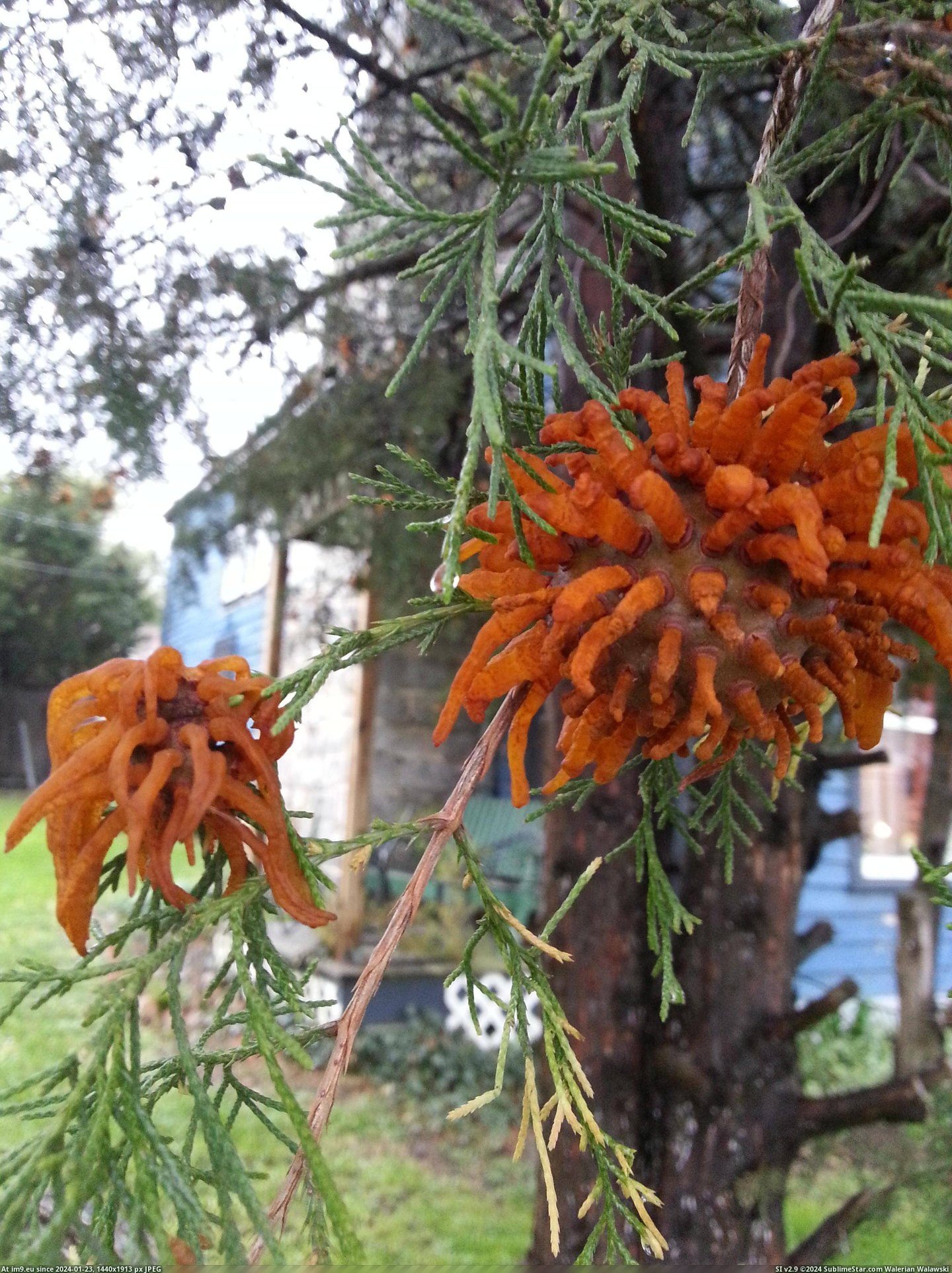 #Wtf #Was #Flower #Pine #Remembered #Thought #Trees [Wtf] At first I thought it was a flower, but then I remembered that pine trees don't do that. Pic. (Image of album My r/WTF favs))