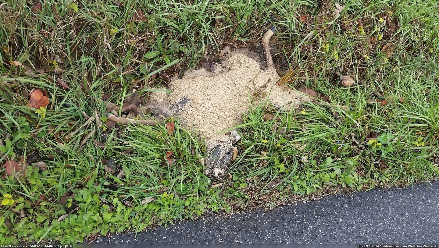 #Nature #Wtf #Deer #Property #Rid #Killed #Edge #Wondering [Wtf] Deer killed on edge of my property. Was wondering how to get rid of it. Thanks nature! Pic. (Obraz z album My r/WTF favs))