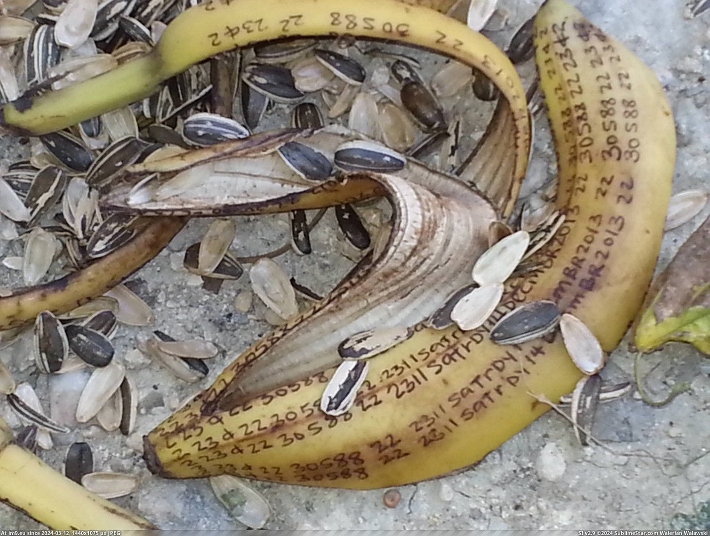 #Wtf #Job #Parking #Peel #Lot #Banana [Wtf] Found a banana peel in the parking lot at my job.....I think its trying to tell me something. ... Pic. (Obraz z album My r/WTF favs))