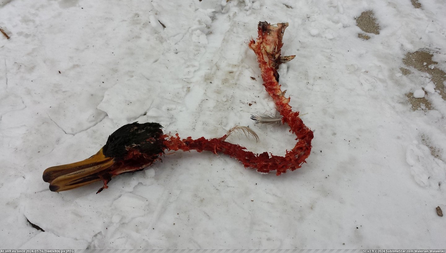 #Wtf #Was #Christmas #Fallen #Driveway #Decoration #Thinking #Picked #Laws [Wtf] Found this in my in-laws driveway. Almost picked it up thinking it was a fallen Christmas decoration. Pic. (Obraz z album My r/WTF favs))