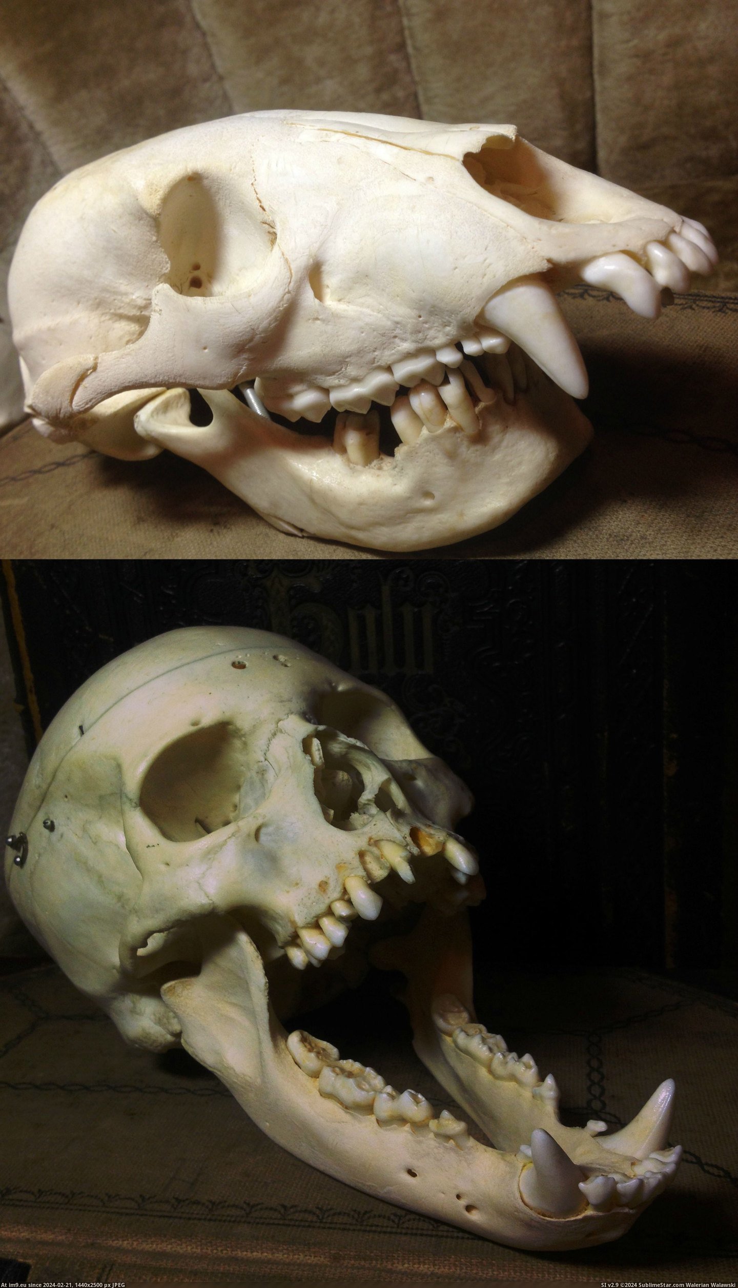 #Wtf #Human #Swap #Bear #Skull [Wtf] Human & Bear Skull Swap Pic. (Image of album My r/WTF favs))