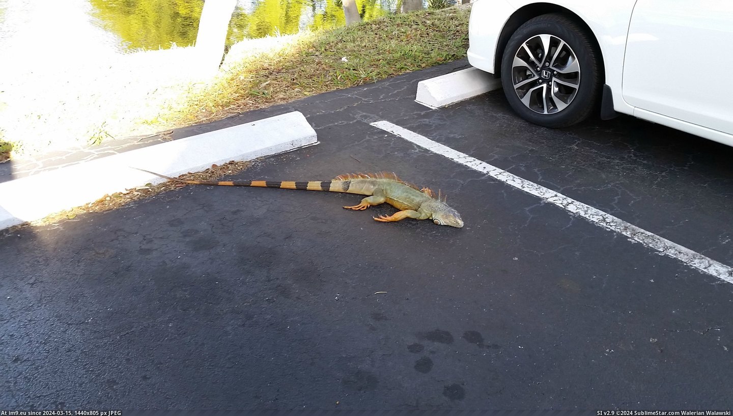#Wtf #Feet #Car #Falling #Temperatures #King #Fall #Florida [Wtf] In Florida, when the temperatures fall, so do the Iguanas. This King bounced off my car after falling 20 feet. Pic. (Изображение из альбом My r/WTF favs))