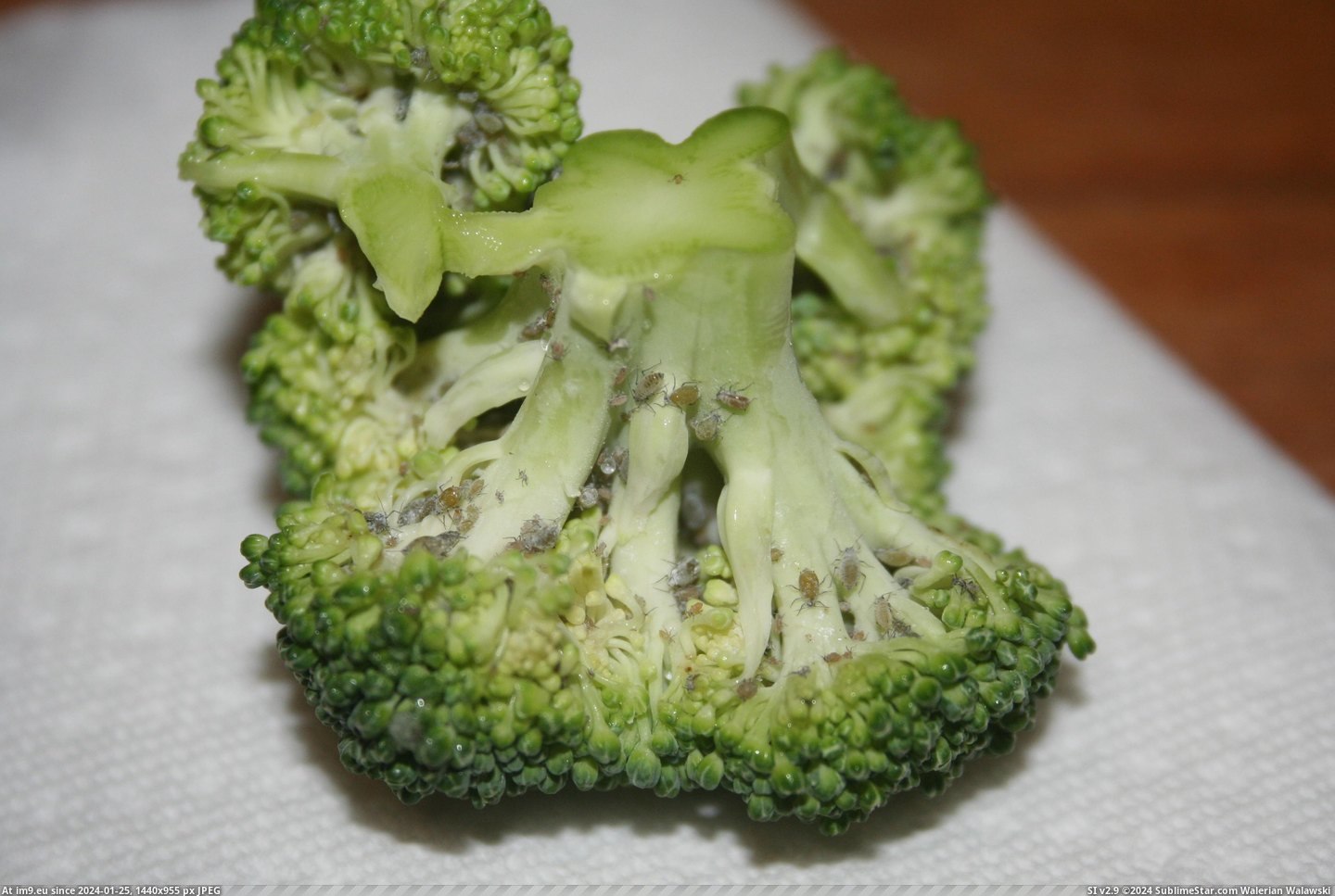 #Wtf #Extra #Protein #Chopping #Veggies #Closer #Ate [Wtf] Look closer when chopping veggies. I almost ate this. I don't want the extra protein, thanks. Pic. (Image of album My r/WTF favs))